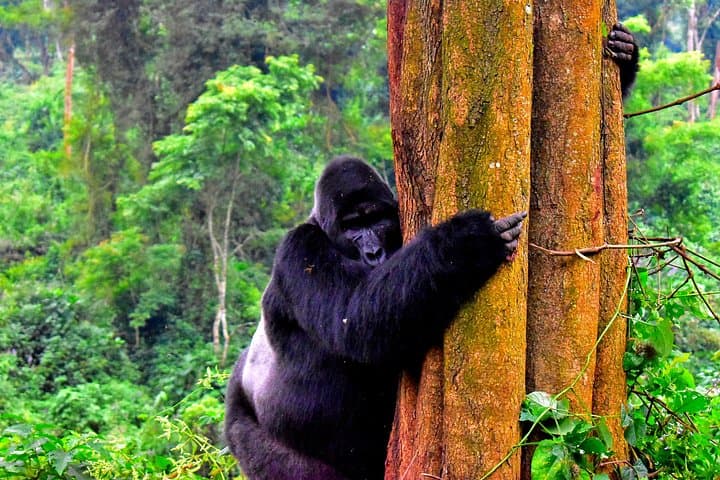 5-Day Uganda Safari and Gorilla Trekking in Bwindi and Lake Bunyonyi photo 4