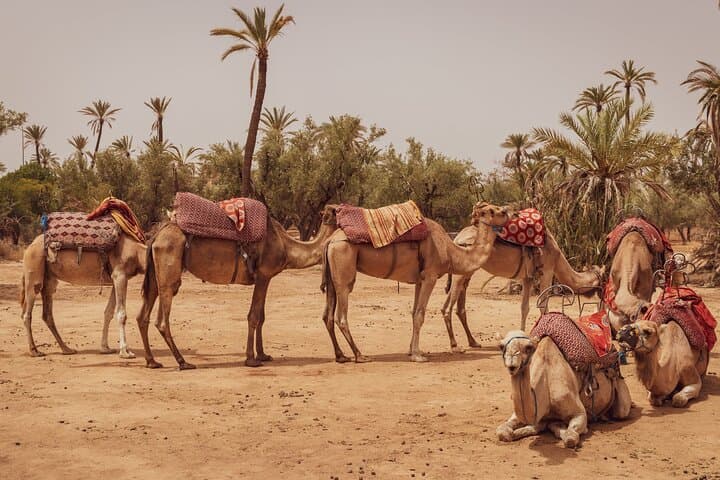 Camel Caravans in Marrakech's Palm Oasis: 2-Hour Sunset Ride & Tea Visit