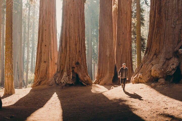 Sequoia Full-Day Private Tour and Hike — General Sherman, Moro Rock & Giant Forest