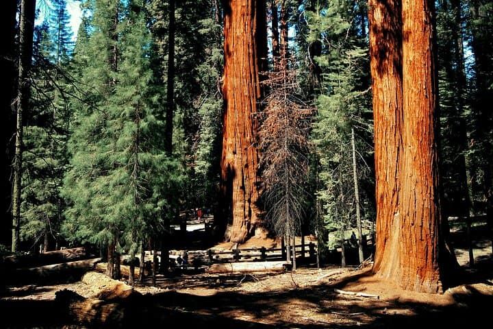 Sequoia Full-Day Private Tour and Hike — General Sherman, Moro Rock & Giant Forest photo 4