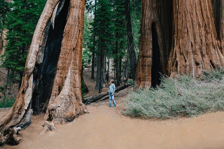 Sequoia Full-Day Private Tour and Hike — General Sherman, Moro Rock & Giant Forest photo 5