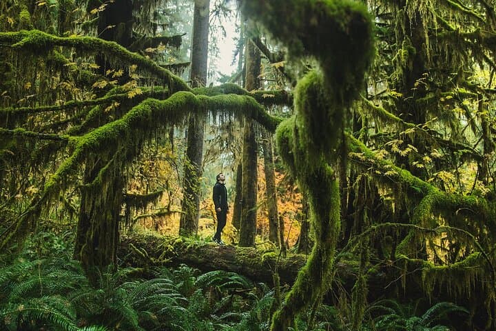 Olympic National Park Full-Day Private Tour & Guided Hike — Hoh Rainforest, Coastal Tidepools, Ancient Cedars