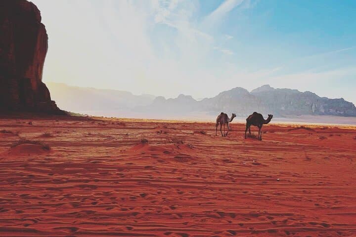 Wadi Rum One-Day Camel Tour: Lawrence's Spring, Khazali Canyon & Sand Dunes