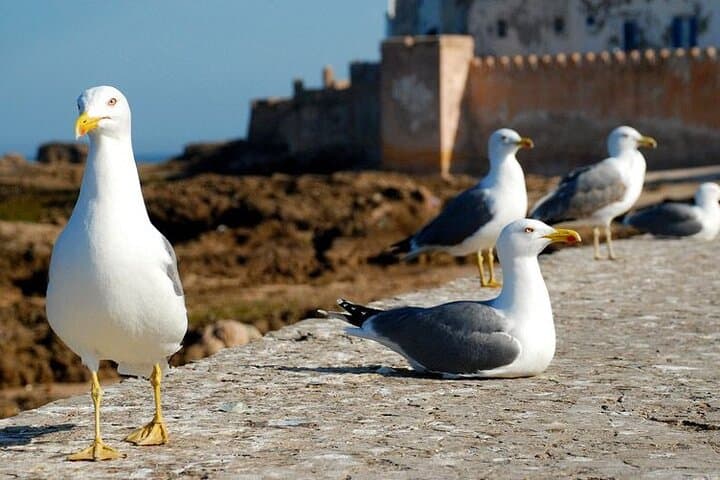Essaouira in a Day: Coastal Walks, Port Life & Argan Co-ops from Marrakech photo 3