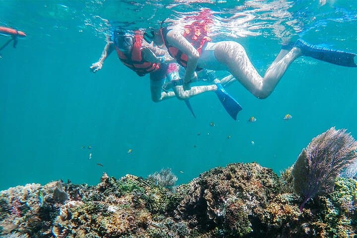 Snorkel the Cancun Reef: 4-Spot Adventure to MUSA, Shipwrecks & Turtles photo 3
