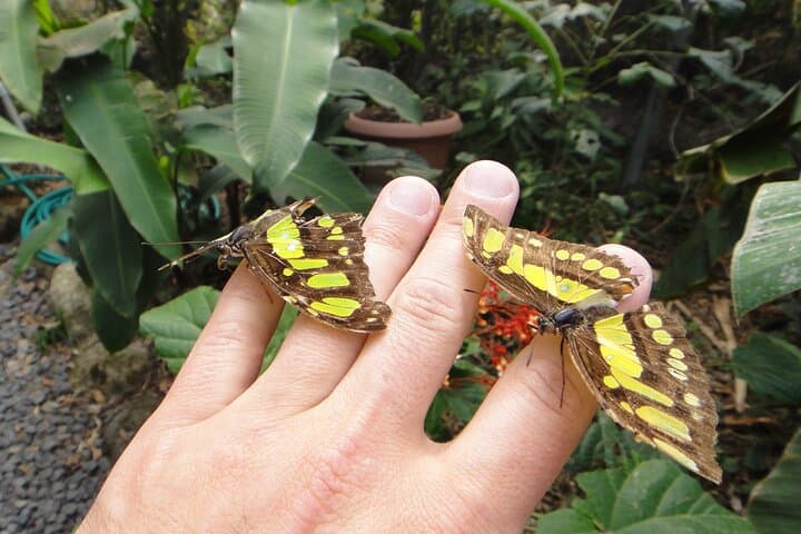 Full-Day El Valle de Anton Tour: Waterfalls, Rainforest Walks & Butterfly Farm photo 2