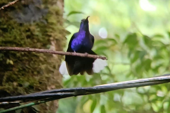 Miravalles Volcano Combo Tour: Hot Springs, Mud Baths & Waterfall Hikes Near Liberia photo 2