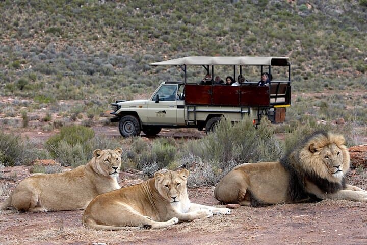 4-Day Cape Town Highlights & Overnight Big 5 Safari at Aquila