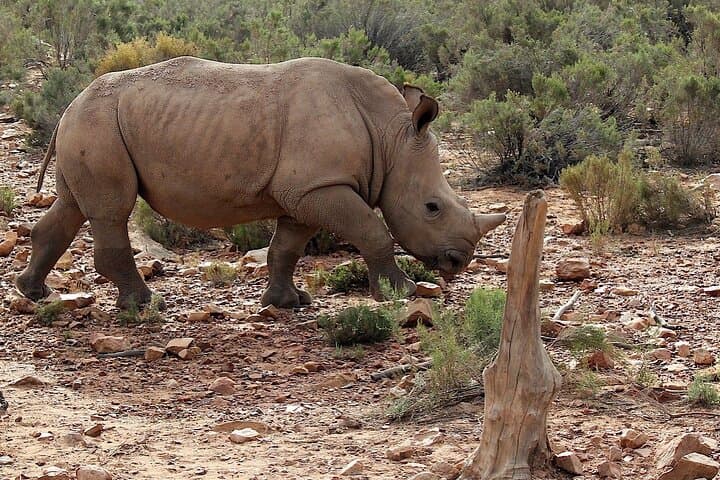 4-Day Cape Town Highlights & Overnight Big 5 Safari at Aquila photo 3