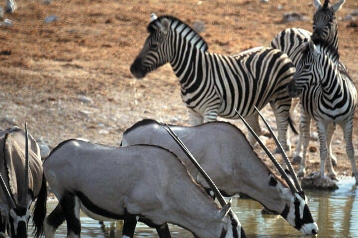 4-Day Cape Town Highlights & Overnight Big 5 Safari at Aquila photo 4