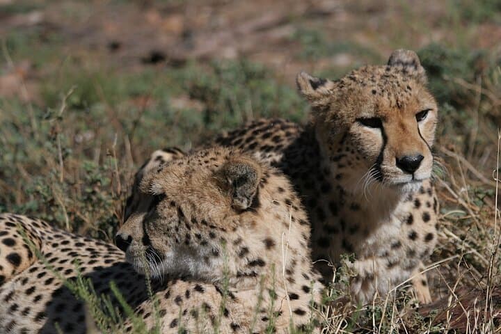 4-Day Cape Town Highlights & Overnight Big 5 Safari at Aquila photo 6