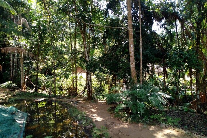 Kanneliya Rain Forest Tour: Guided Hike in Sri Lanka's Biodiversity Hotspot photo 5