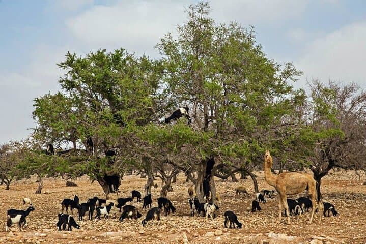 Full-Day Essaouira Excursion from Casablanca: Argan Trees, Medina & Atlantic Coast photo 2