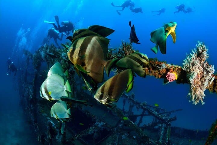 Panglao Scuba: Bohol Dive Courses and Discover Scuba Day Trips photo 3