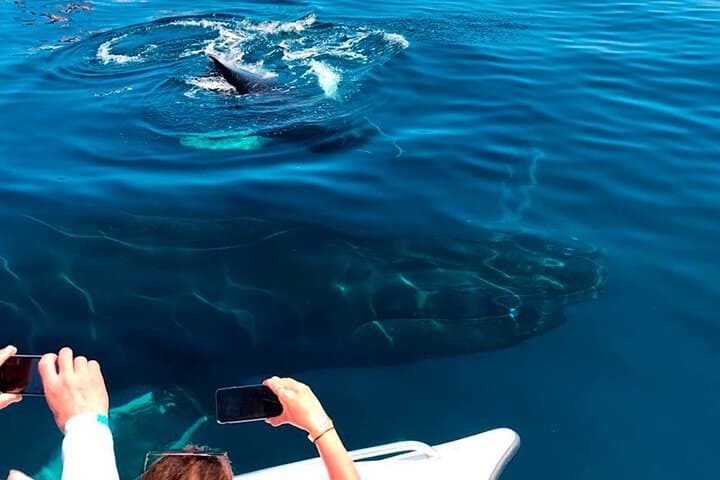 Samaná Whale Watching, El Limón Waterfall & Cayo Levantado Day Trip photo 5