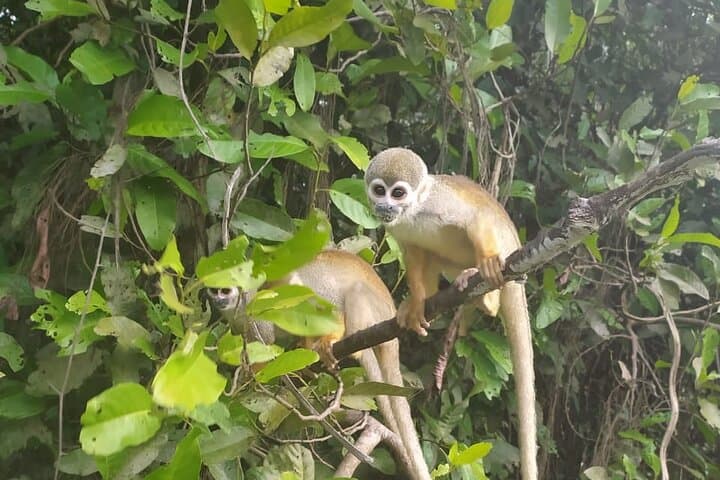 Overnight at Juma Lake Lodge: 2-Day Amazon Canoe, Wildlife & Jungle Trek photo 4