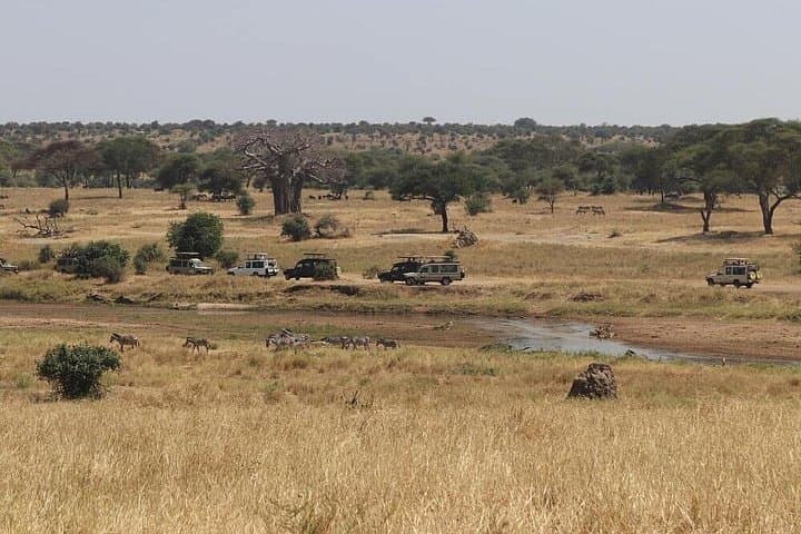 Tarangire National Park Day Safari — Elephants, Baobabs & Dry-Season Migration photo 2
