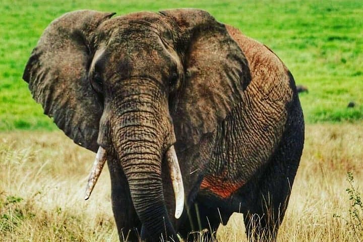 Tarangire National Park Day Safari — Elephants, Baobabs & Dry-Season Migration photo 3