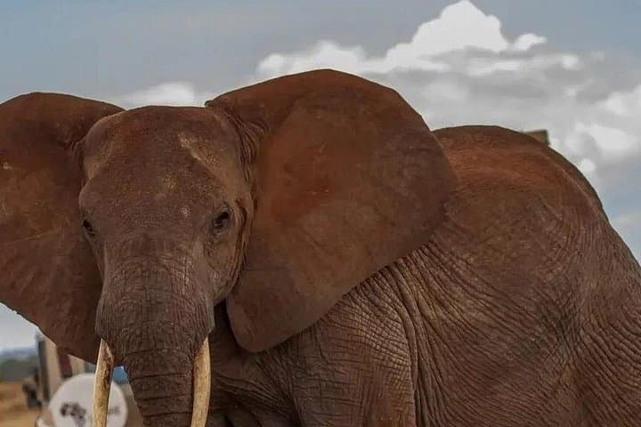 Tarangire National Park Day Safari — Elephants, Baobabs & Dry-Season Migration photo 4