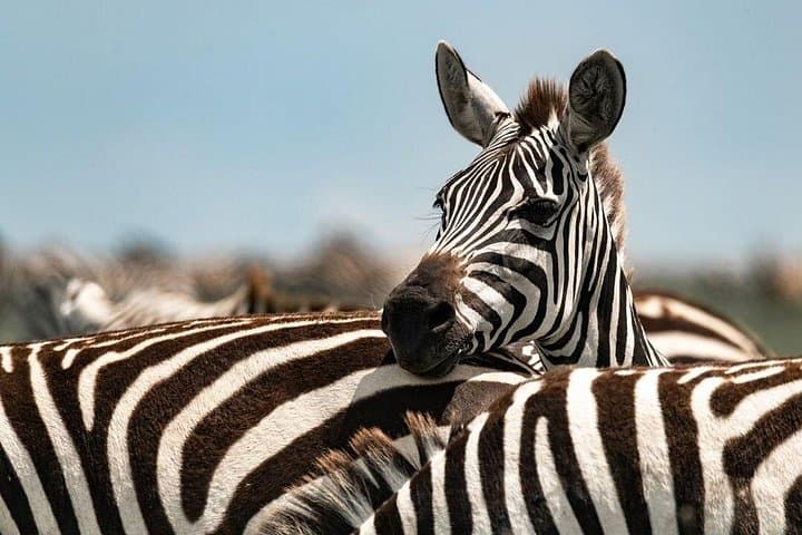 Tarangire National Park Day Safari — Elephants, Baobabs & Dry-Season Migration photo 1