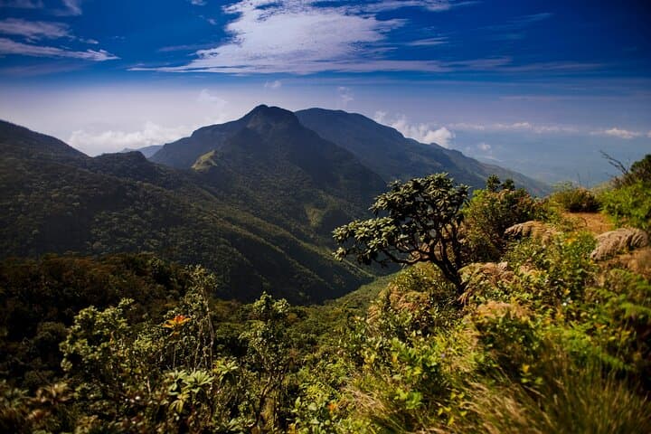 Horton Plains & Baker's Falls Day Trip from Nuwara Eliya with Tea-Factory Visit photo 3