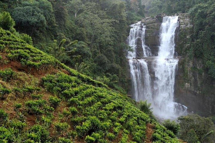 Horton Plains & Baker's Falls Day Trip from Nuwara Eliya with Tea-Factory Visit photo 4