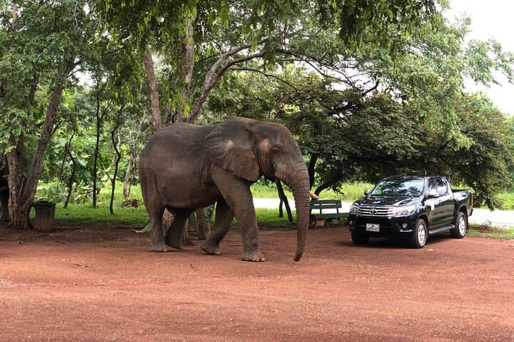 3-Day Mole National Park Safari: Elephants, Walking Safaris & Cultural Visits