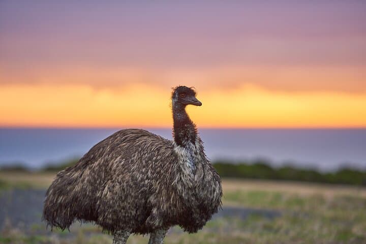 Dusk Discovery Tour: Otways Wildlife Walk & Sunset at Wildlife Wonders photo 4