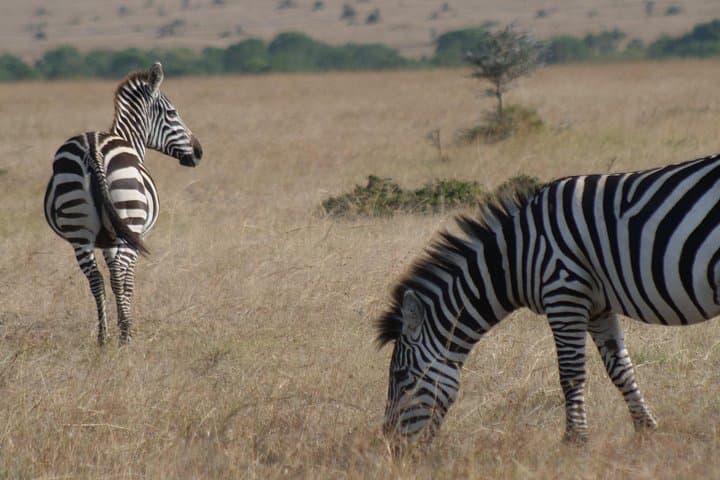 4-Day Luxury Masai Mara Private Safari: Great Wildebeest Migration by 4x4 Jeep photo 3