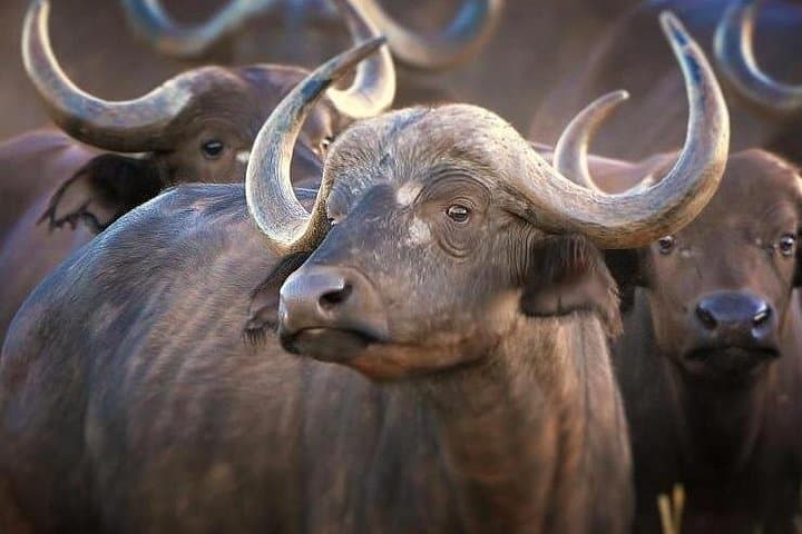4-Day Luxury Masai Mara Private Safari: Great Wildebeest Migration by 4x4 Jeep photo 4