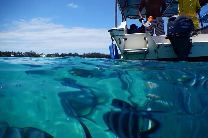 East Mauritius Full-Day Tour: Bois Chéri, Rhumerie St‑Aubin & Blue Bay Snorkel photo 5
