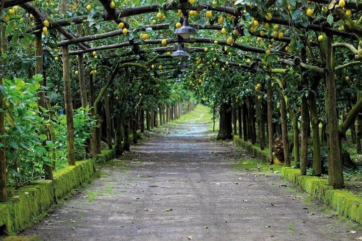 Sorrento E-Bike Limoncello Tour: Backroads & Lemon Grove Ride