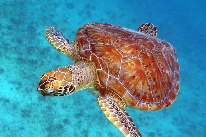 Small Group Sea Turtle Snorkel Tour in St. Thomas — Guaranteed Turtle Sightings photo 5