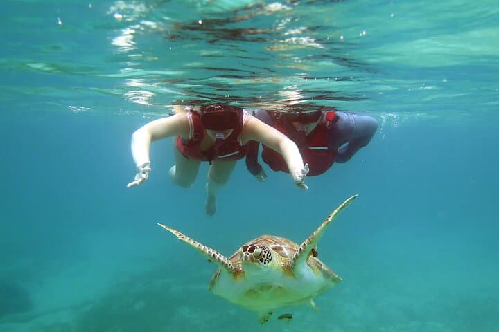 Small Group Sea Turtle Snorkel Tour in St. Thomas — Guaranteed Turtle Sightings photo 6