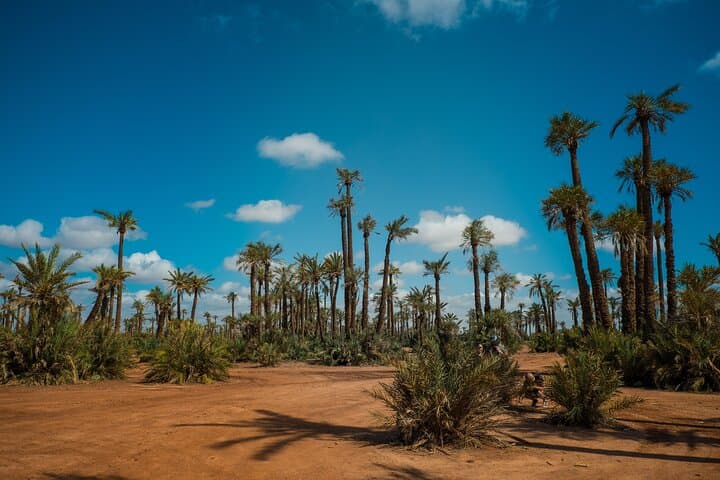 Sunset Camel Ride in Marrakech Palmeraie — Camel Tour, Berber House & Mint Tea photo 5