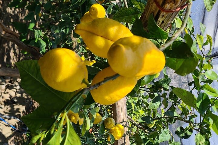 Lemon Path Hike on the Amalfi Coast: Maiori to Minori Lemon Grove Walk photo 1