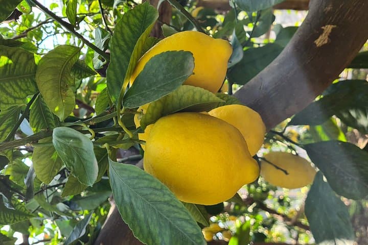 Lemon Path Hike on the Amalfi Coast: Maiori to Minori Lemon Grove Walk photo 2