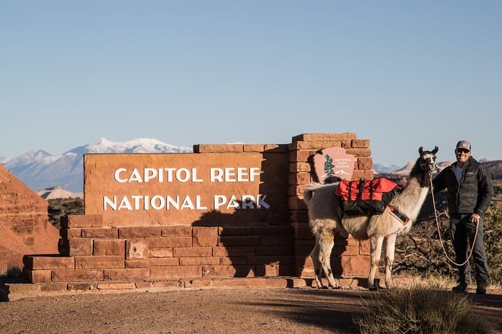 Llama Hike Through Capitol Reef’s Waterpocket Fold — Full-Day Guided Trek from Torrey photo 4