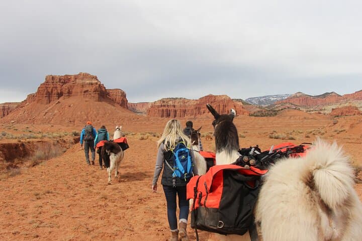 Llama Hike Through Capitol Reef’s Waterpocket Fold — Full-Day Guided Trek from Torrey photo 6