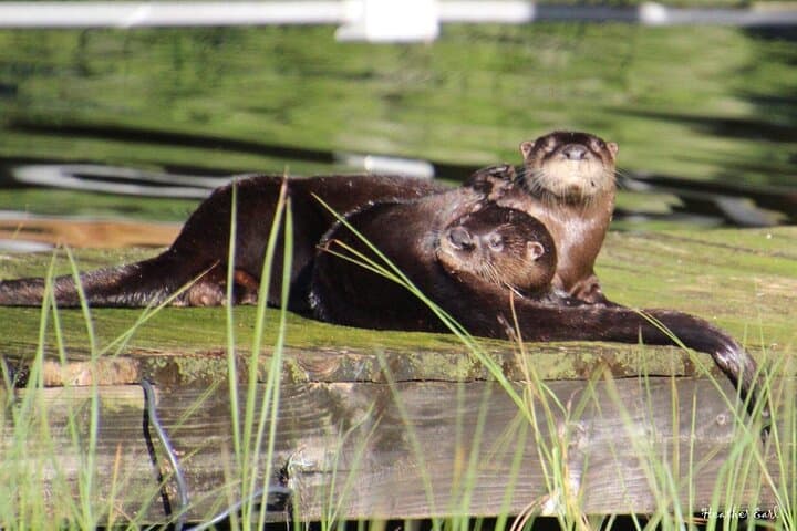 Historical Wildlife Pontoon Tour of Winter Haven's Chain of Lakes photo 2