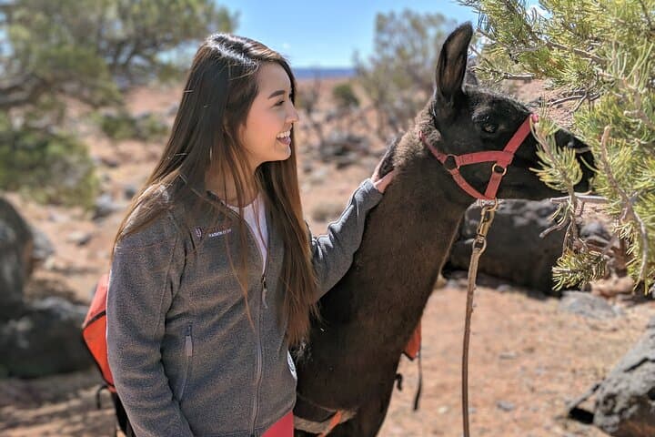 Llama Hikes at Capitol Reef: 2-Hour Waterpocket Fold Trek with Pack Llamas photo 6