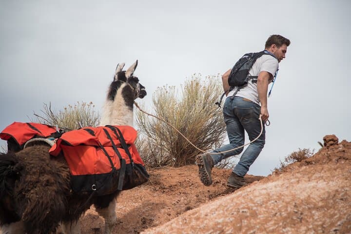 Llama Hikes at Capitol Reef: 2-Hour Waterpocket Fold Trek with Pack Llamas photo 3