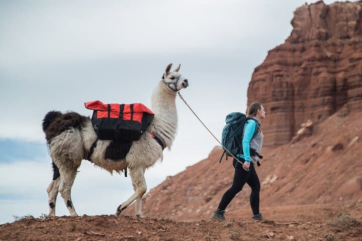 Llama Trekking in Capitol Reef: 4-Hour Guided Hike with Gourmet Lunch photo 4
