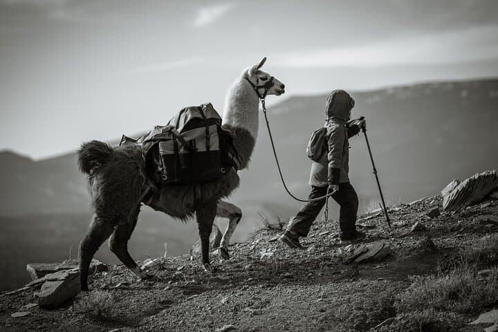 Llama Trekking in Capitol Reef: 4-Hour Guided Hike with Gourmet Lunch photo 6