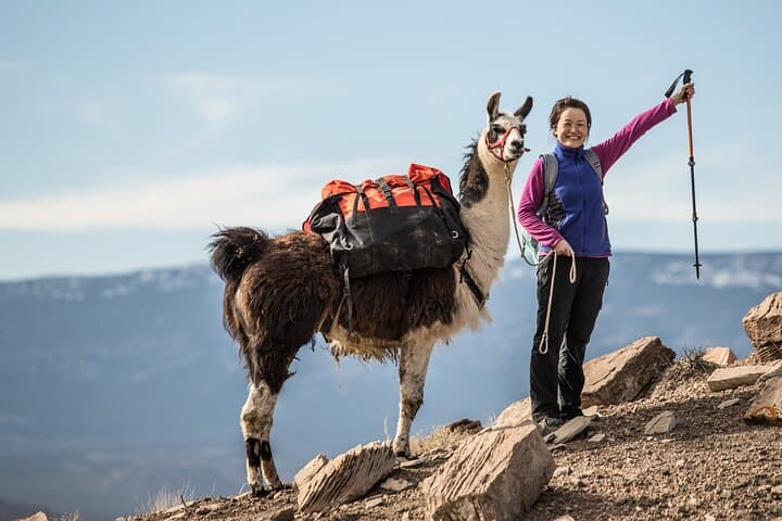 Llama Trekking in Capitol Reef: 4-Hour Guided Hike with Gourmet Lunch