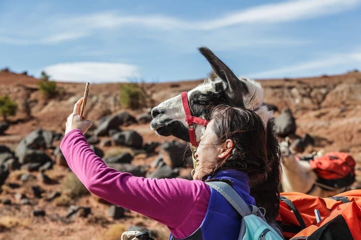 Llama Hikes at Capitol Reef: 2-Hour Waterpocket Fold Trek with Pack Llamas photo 2