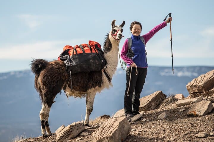 Llama Hikes at Capitol Reef: 2-Hour Waterpocket Fold Trek with Pack Llamas