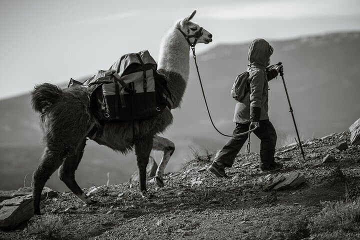 Llama Hikes at Capitol Reef: 2-Hour Waterpocket Fold Trek with Pack Llamas photo 4