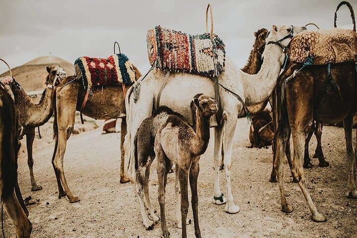 Atlas Mountains Imlil Valley Waterfalls and Camel Ride Day Trip from Marrakech
