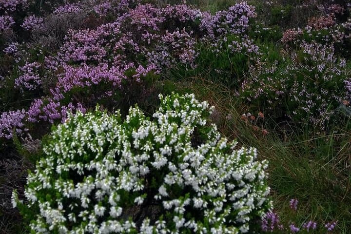 Bog Safari Hike: Explore Inishowen Peatlands and Wild Atlantic Views photo 4